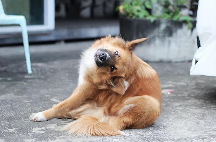 注意！狗狗这四种情况再不驱虫就晚了