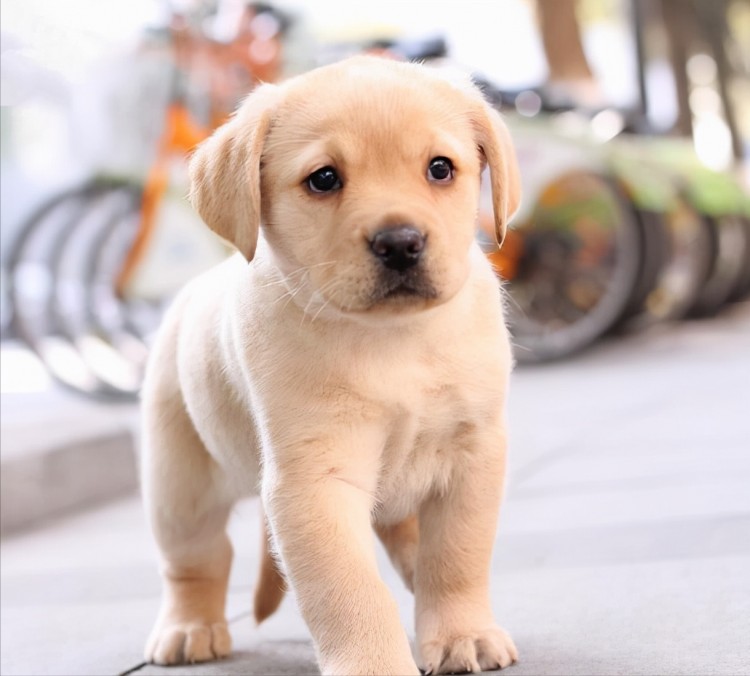 品相好的拉布拉多犬如何挑选教你看这些地方