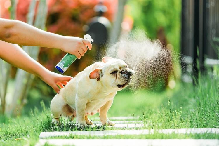 怂恿我养法斗犬的人你们真的把我给害苦了