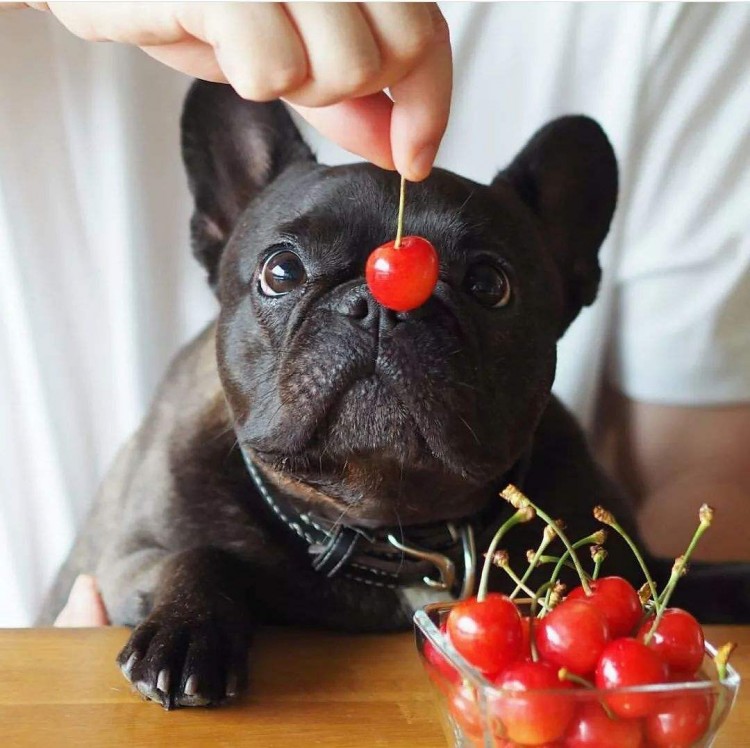 怂恿我养法斗犬的人你们真的把我给害苦了