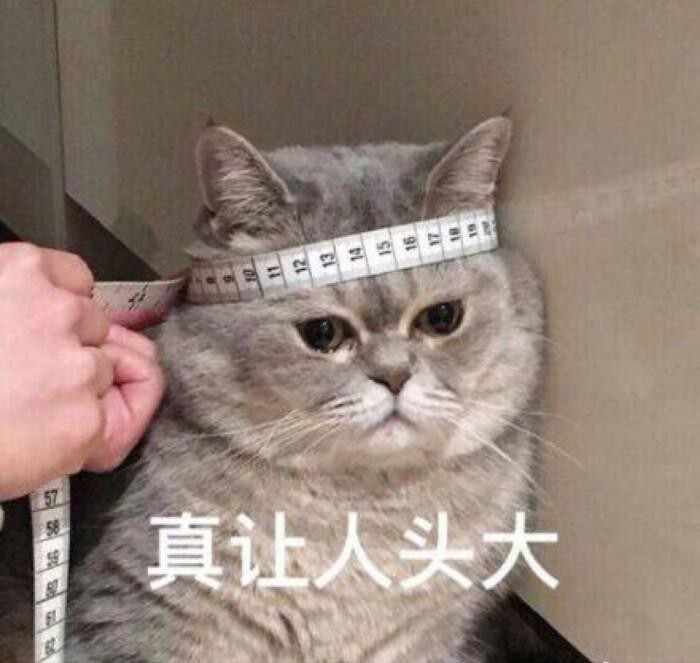 猫咪挑食怎么办？