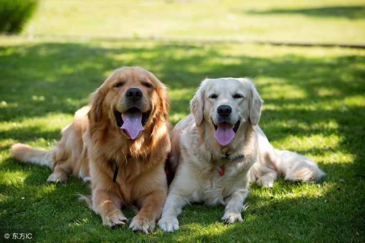 想养一只温顺的中型犬，可以看下“金毛犬”！