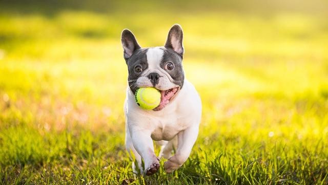 法国斗牛犬也不是什么正经汪，喵星人表示好无奈