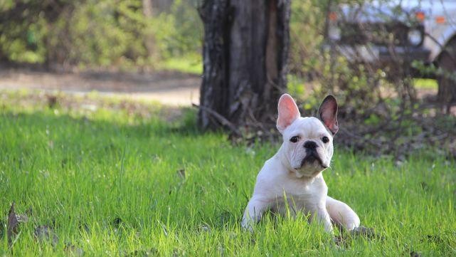 斗牛犬也有怕的时候？法国斗牛犬：这不是没经验嘛~