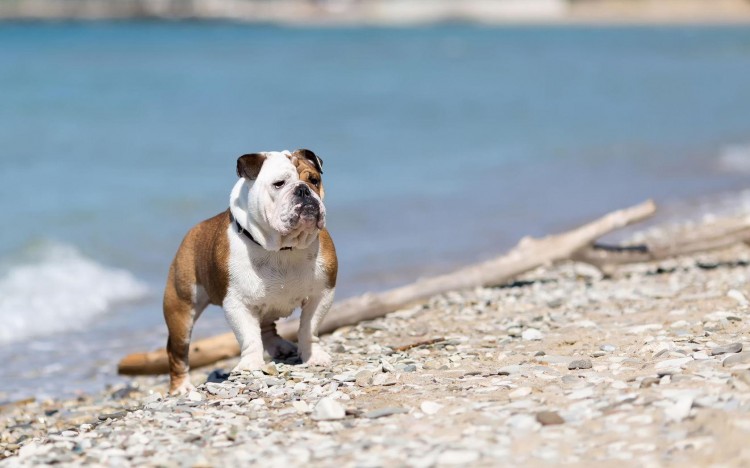 英国斗牛犬很彪悍看过这些你还会这么认为吗