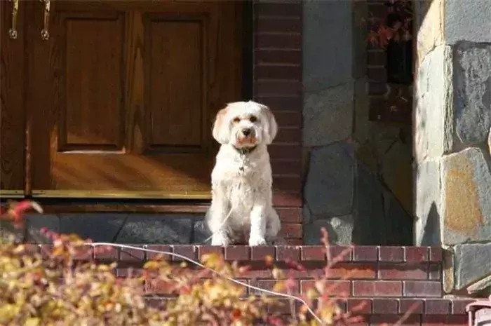 女主人被狗狗保护斗牛犬制服坏人救下主人五种保护女生的萌犬