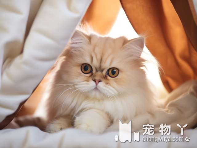 完美的布偶猫是什么？